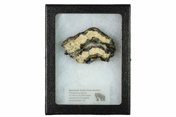 Mammoth Molar Slice with Case - South Carolina #165122